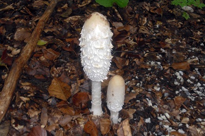 coprinus-comatus3