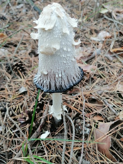 Coprinus levisticolens
