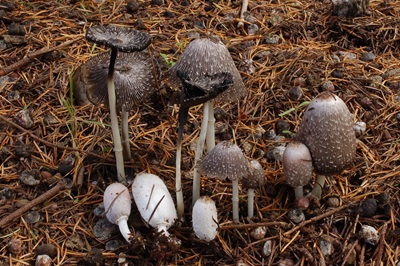 Coprinus spadiceisporus