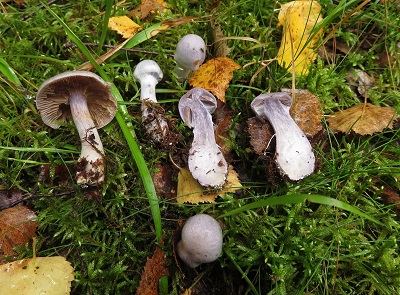 Cortinarius alboviolaceus