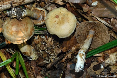 Cortinarius anomalus