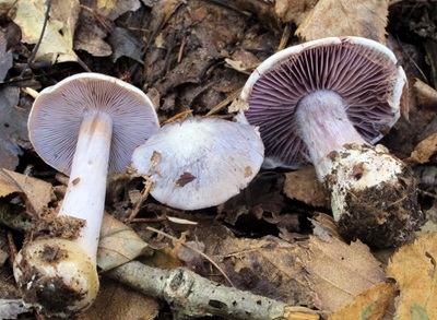 Cortinarius argenteopileatus