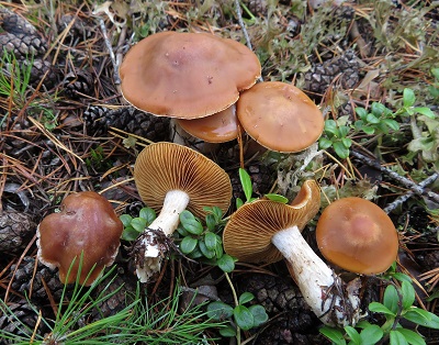 Cortinarius armeniacus