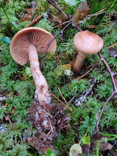 Cortinarius armillatus