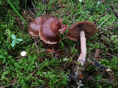 Cortinarius brunneus