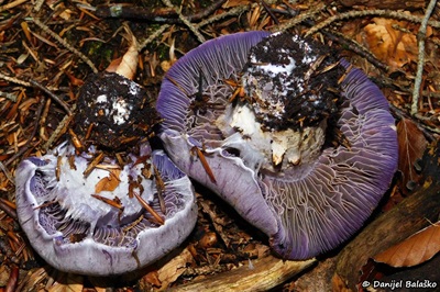 cortinarius-camphoratus1