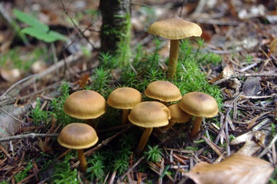 Cortinarius croceus