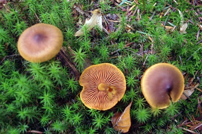 cortinarius-croceus1