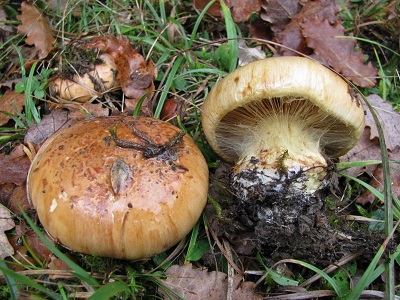 Cortinarius fulmineus