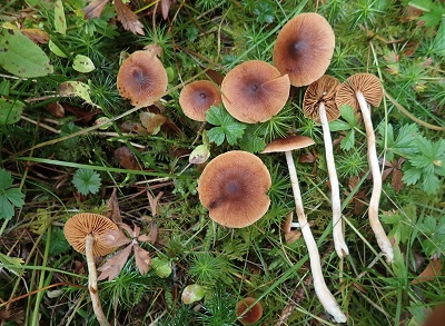 Cortinarius fulvescens