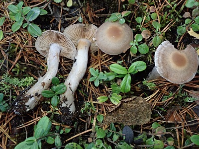 Cortinarius hydrotelamonioides