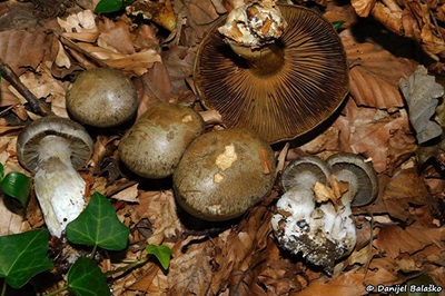 Cortinarius infractus