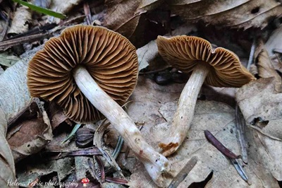 cortinarius-obtusus2