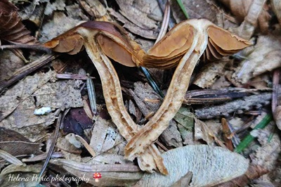 cortinarius-obtusus3