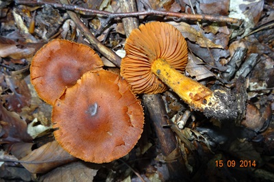 cortinarius-orellanus2