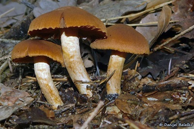 cortinarius-orellanus3