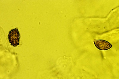 cortinarius-praestans11