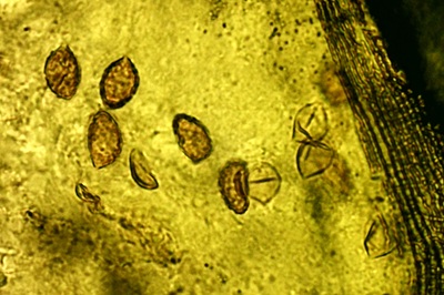 cortinarius-praestans12