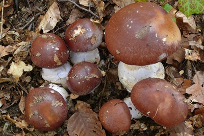 cortinarius-praestans6