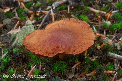 Cortinarius purpureus