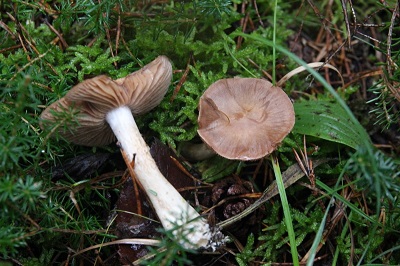 Cortinarius rugosus