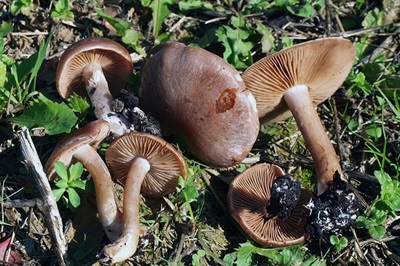 cortinarius-saturninus1