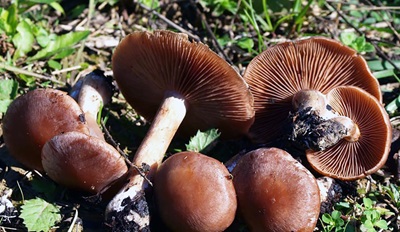 cortinarius-saturninus2
