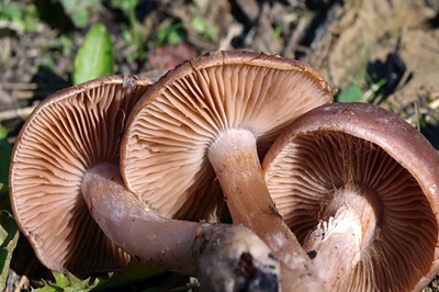 cortinarius-saturninus3