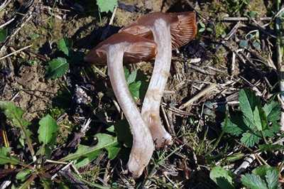 cortinarius-saturninus4