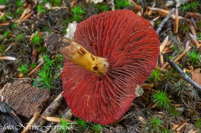 cortinarius-semisanguineus1