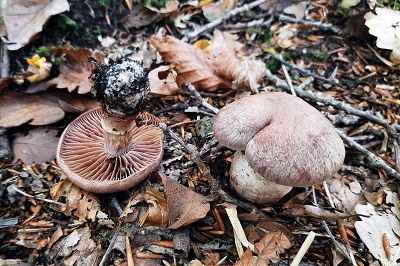 Cortinarius torvus