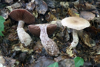 cortinarius-torvus1