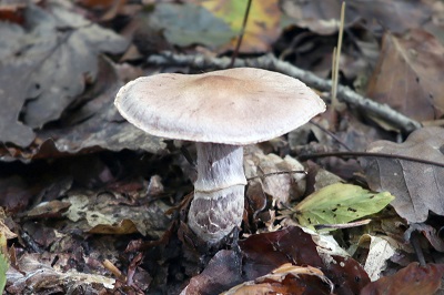 cortinarius-torvus2