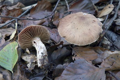 cortinarius-torvus3