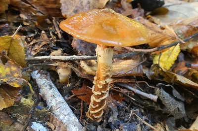 Cortinarius trivialis