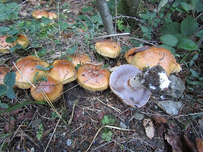 Cortinarius varius