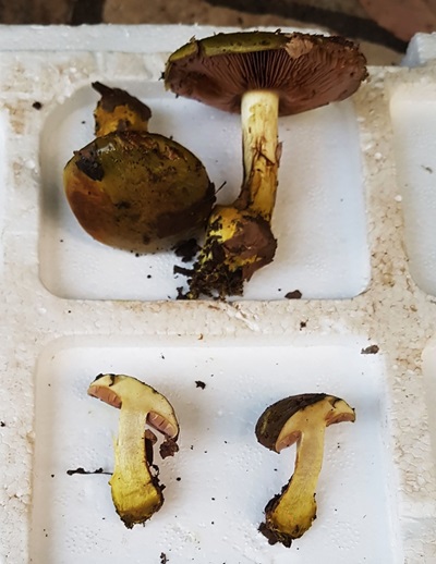 cortinarius-venetus1