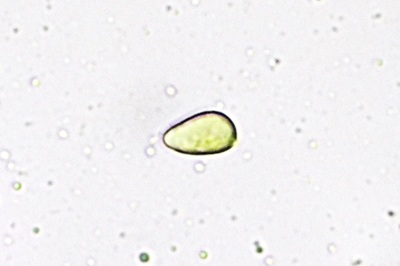 craterellus-lutescens10