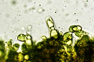 craterellus-lutescens12