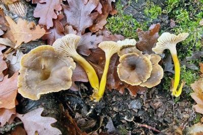 craterellus-tubaeformis1