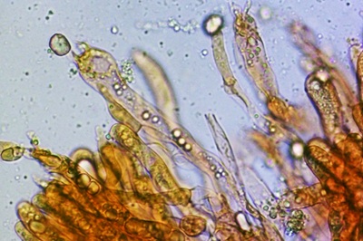 craterellus-tubaeformis11
