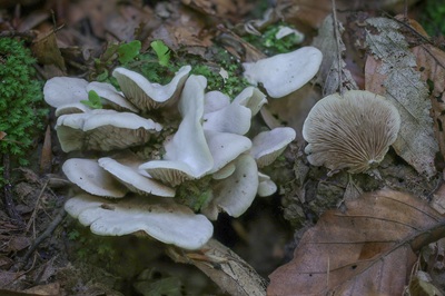 crepidotus-autochthonus1