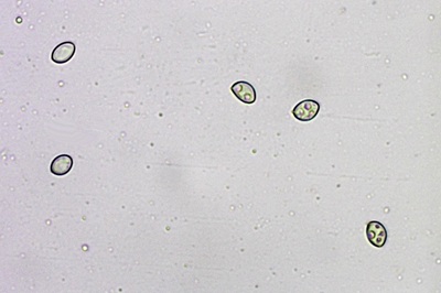 crepidotus-autochthonus8