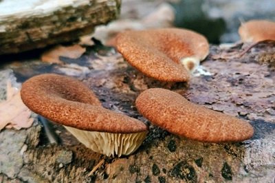 Crepidotus crocophyllus