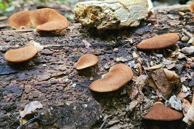crepidotus-crocophyllus1