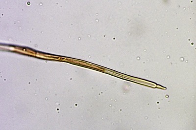 crinipellis-scabella10
