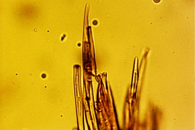 crinipellis-scabella11