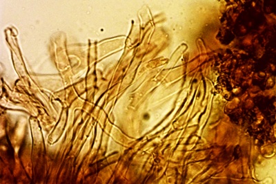 crinipellis-scabella12