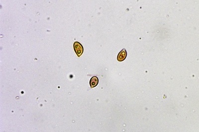 crinipellis-scabella7