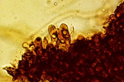 crinipellis-scabella9